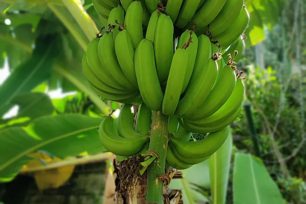 Banana G9
