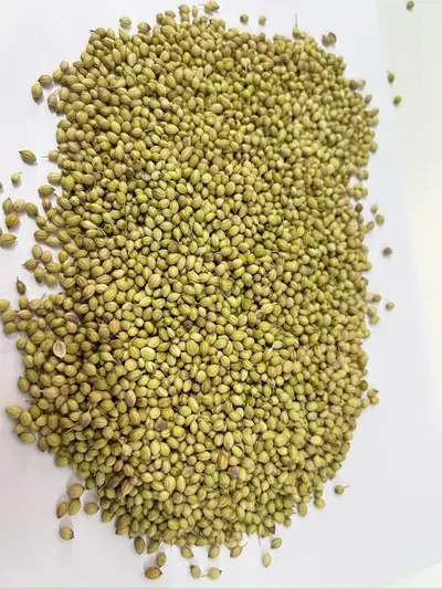 Coriander Seeds