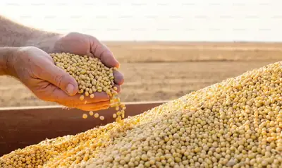 Soyabean Seeds